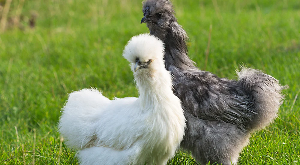 Chic Style for Your Flock